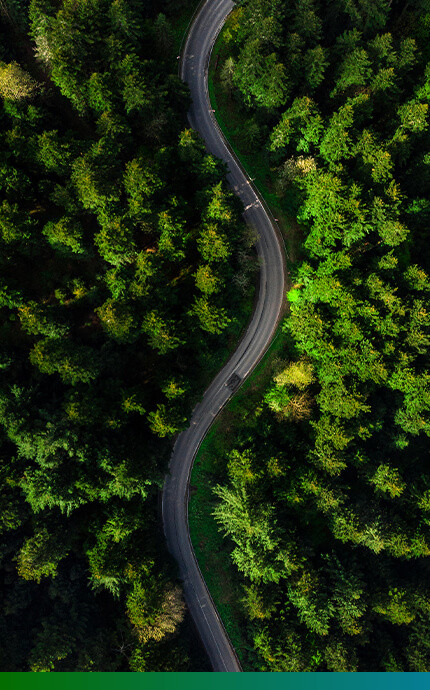 road forest